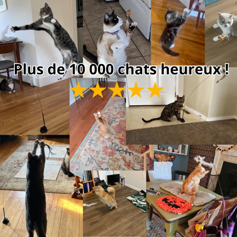 Jeu ventouse + 5 oiseaux pour chat | BirdFamily™