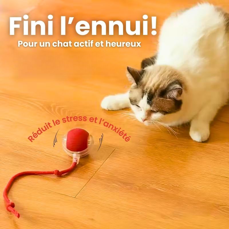 Jouet balle automatique anti-ennui pour chat