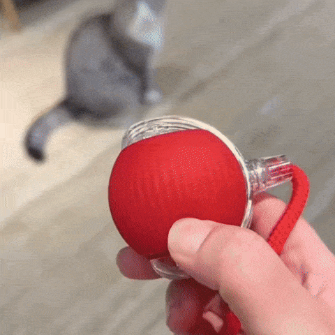 Chat qui joue avec une balle anti-ennui interactive