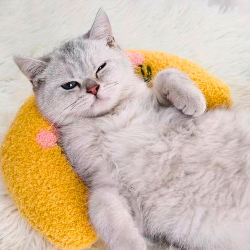 coussin-pour-chat