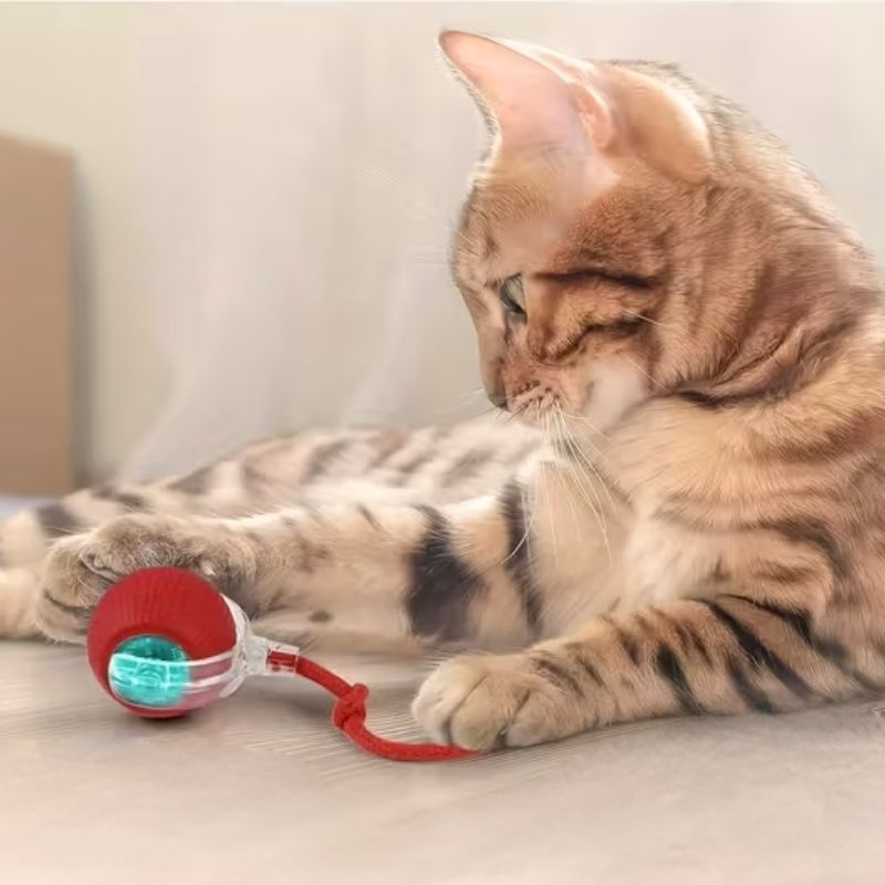 Chaton qui s’amuse avec une balle interactive rouge