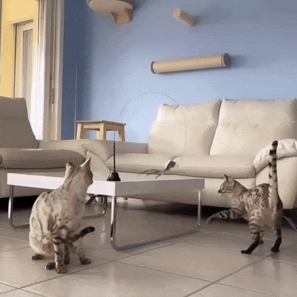 Jeu ventouse + 5 oiseaux pour chat | BirdFamily™