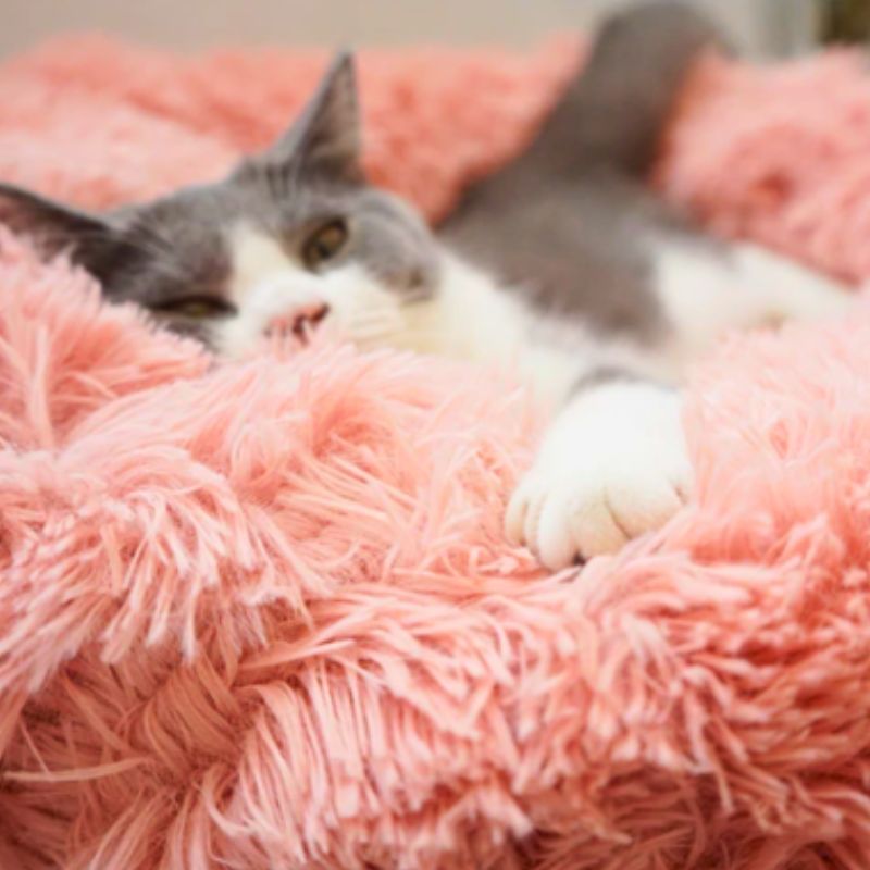 Coussin pour chat ❘ NuageCats™