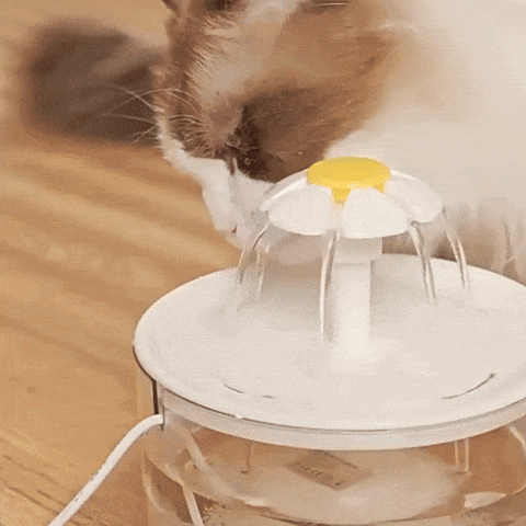 Fontaine à eau automatique pour chat | CatHydratation