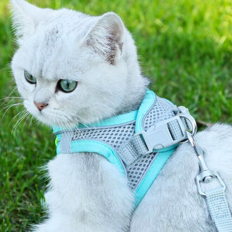 Harnais-pour-chat