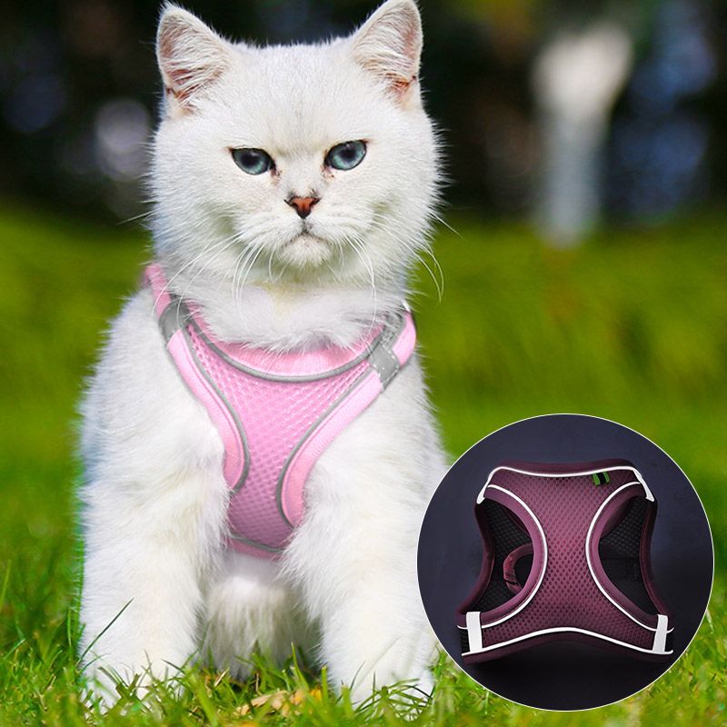 Harnais-pour-chat