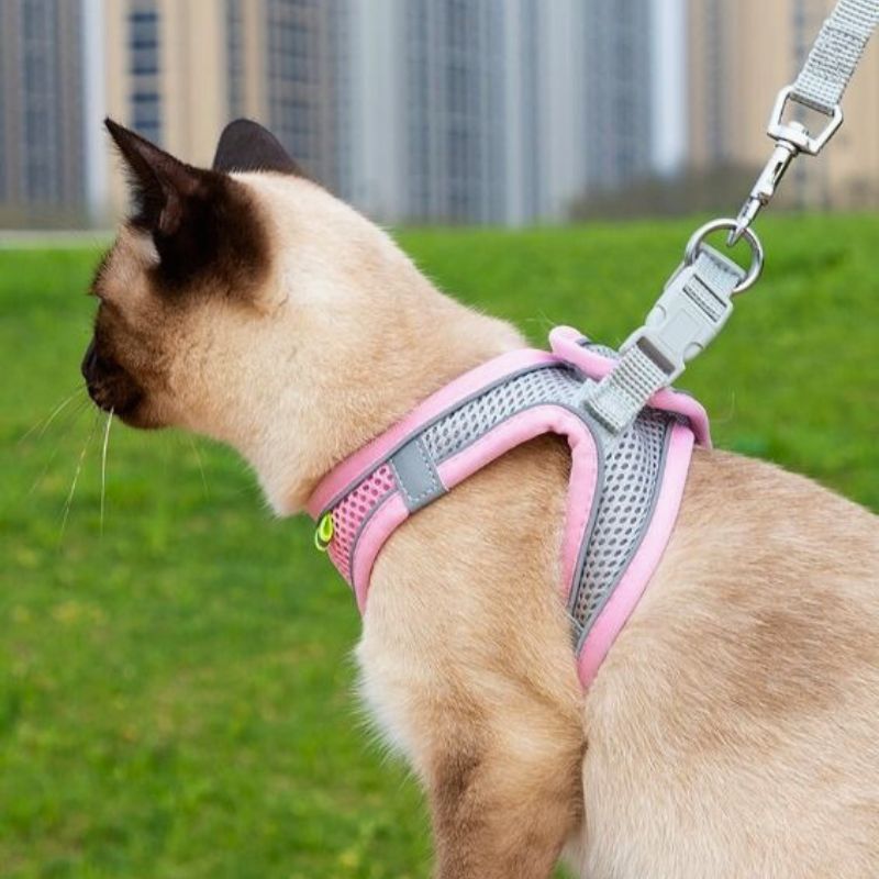 Harnais-pour-chat