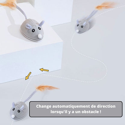 souris-pour-chat