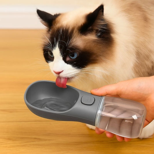 Chat à côté d'une gourde d'eau portable, pratique pour l'hydrater facilement lors des déplacements
