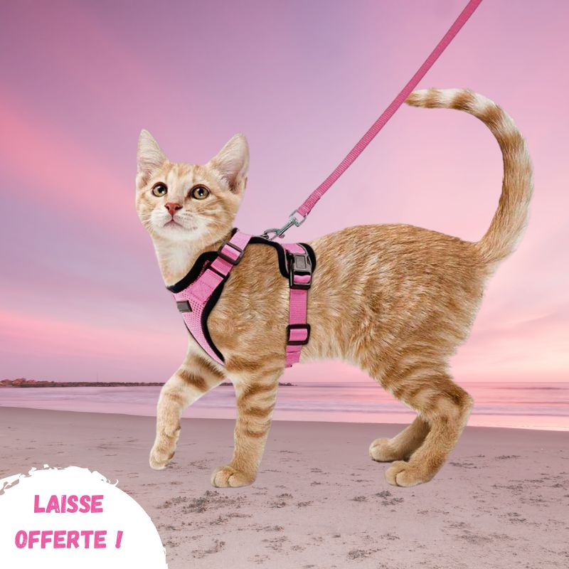 Harnais chat anti-fugue | Chajustable™ + Laisse offerte
