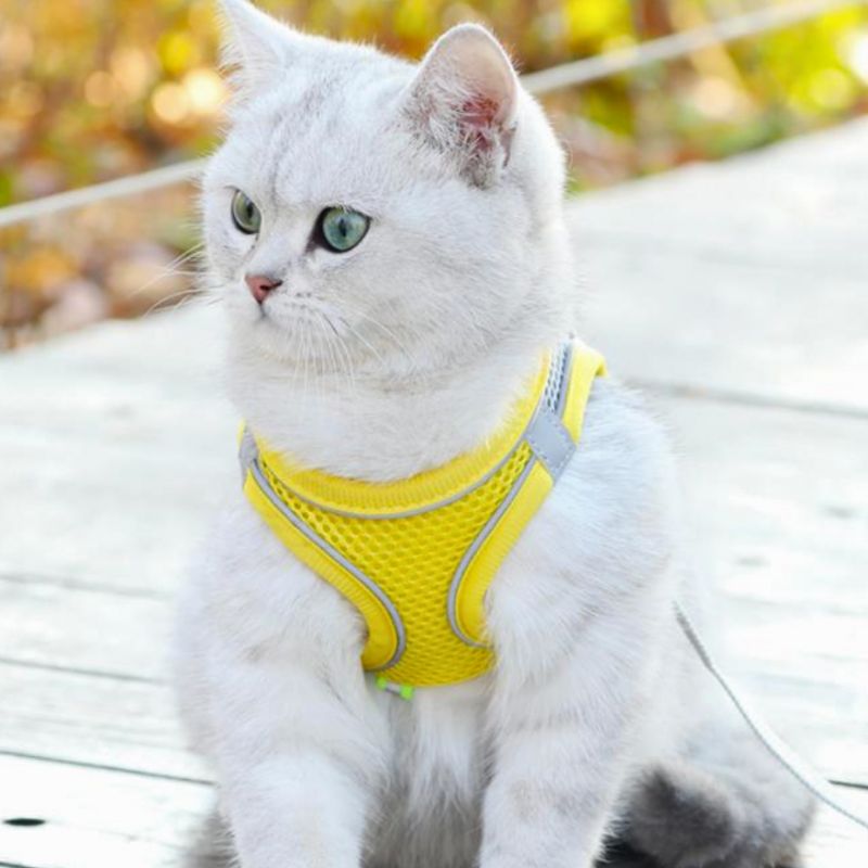 Harnais-pour-chat