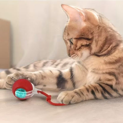 Chaton qui s’amuse avec une balle interactive rouge