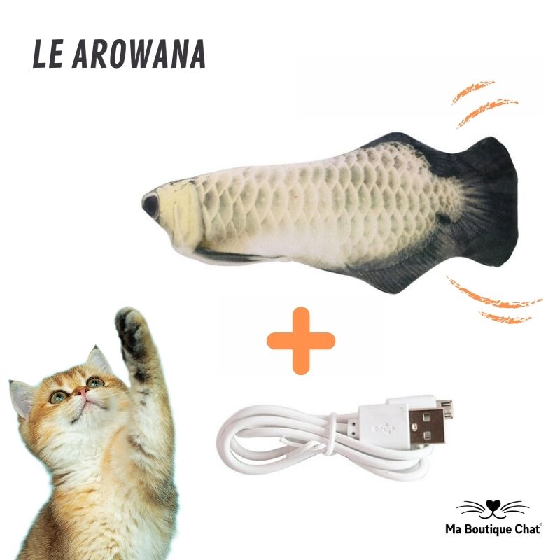 Jeux-chat-Ma-Boutique-Chat