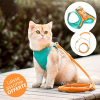 Vivog Optimum - ⚠️ DISPO chez VIVOG⚠️ Nouveaux harnais Mesh Fantaisie pour  chiens et chats. On les adore 😍 et vous ? ➡ www.dogcat.com