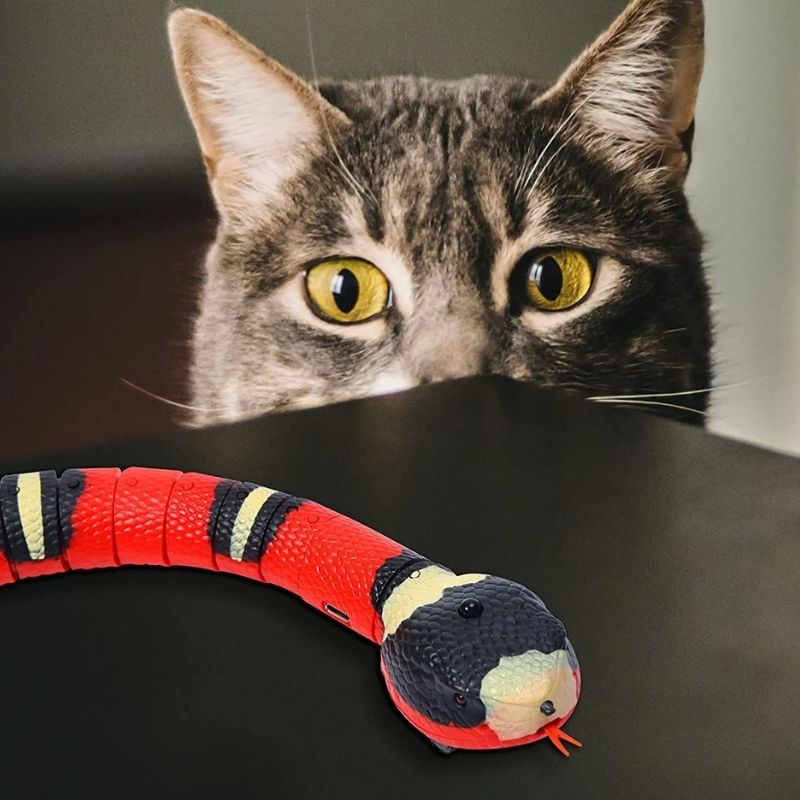 Jeux-chat-Ma-Boutique-Chat