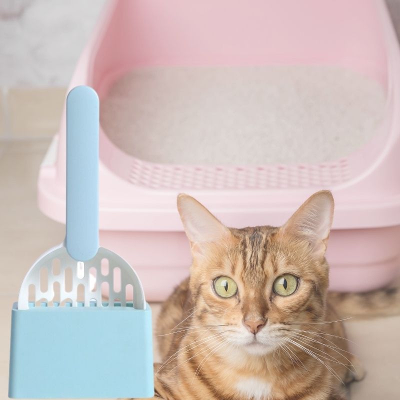 Pelle-litière-chat-bleu