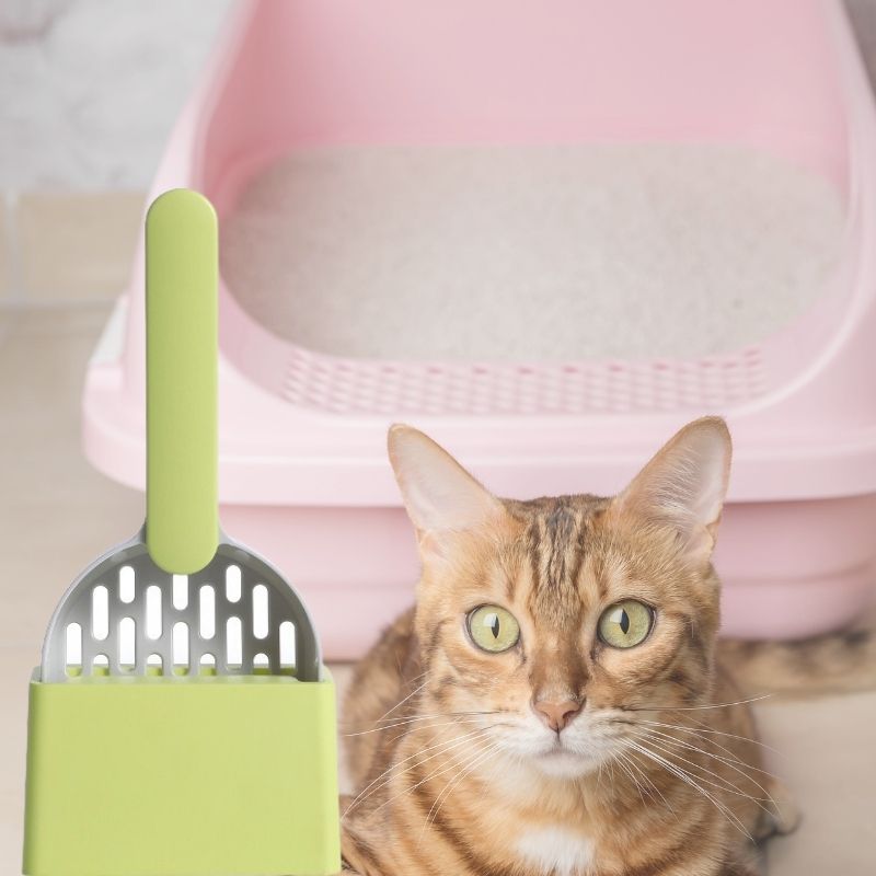 Pelle-litière-chat