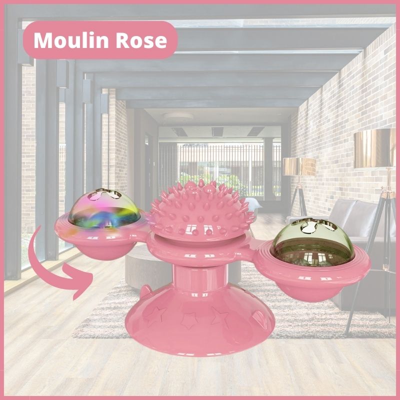 Jeux-chat-Ma-Boutique-Chat
